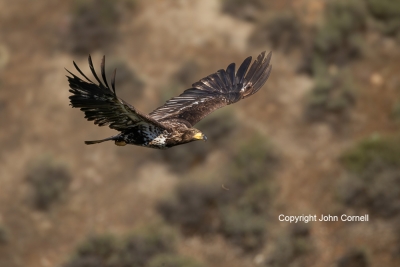 Bald-Eagle;Eagle;Flying-Bird;Haliaeetus-leucocephalus;Photography;action;active;